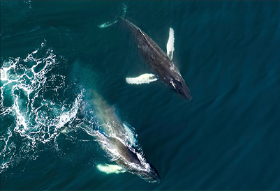 Spending a String of 20000 BTC 2 Bitcoin Whale Transactions Move Over Dollar 1.2 Billion